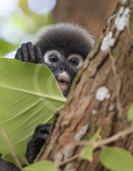 Dusky leaf monkey peeking from behind some leaves - Nature Stock Photo Agency