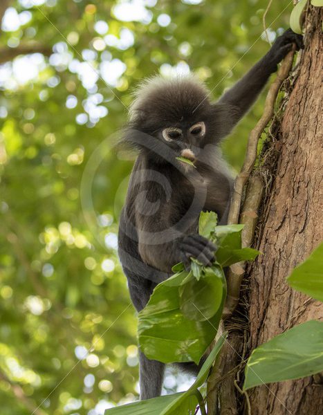 Dusky leaf monkey picking some leaves to eat - Nature Stock Photo Agency