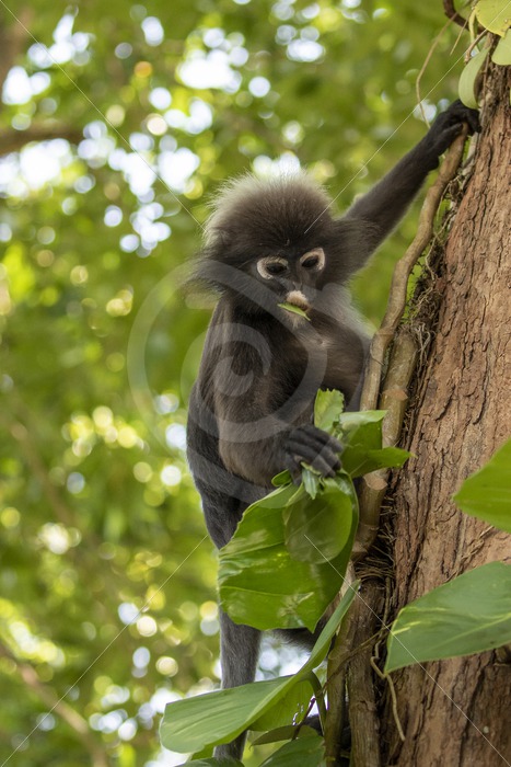 Dusky leaf monkey picking some leaves to eat - Nature Stock Photo Agency