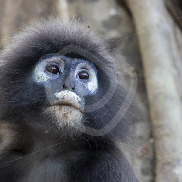 Dusky leaf monkey portrait - Nature Stock Photo Agency