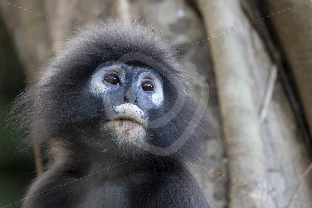 Dusky leaf monkey portrait - Nature Stock Photo Agency