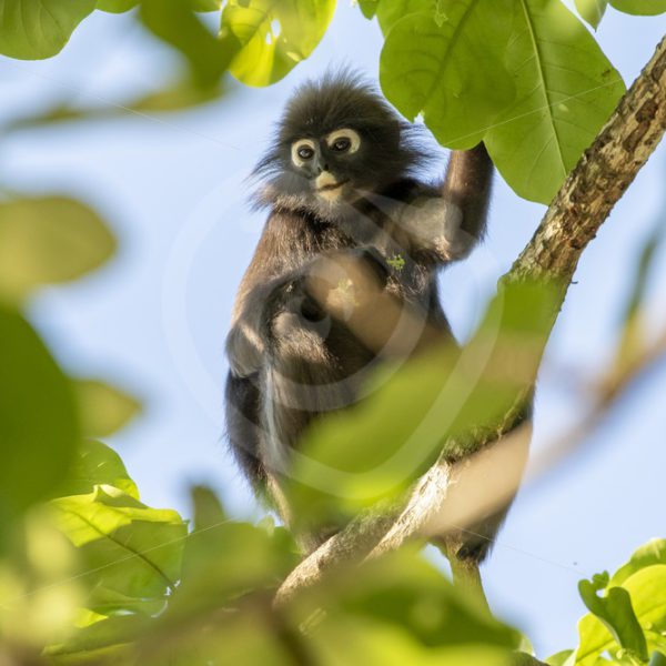 Dusky leaf monkey sitting in the top of a tree - Nature Stock Photo Agency