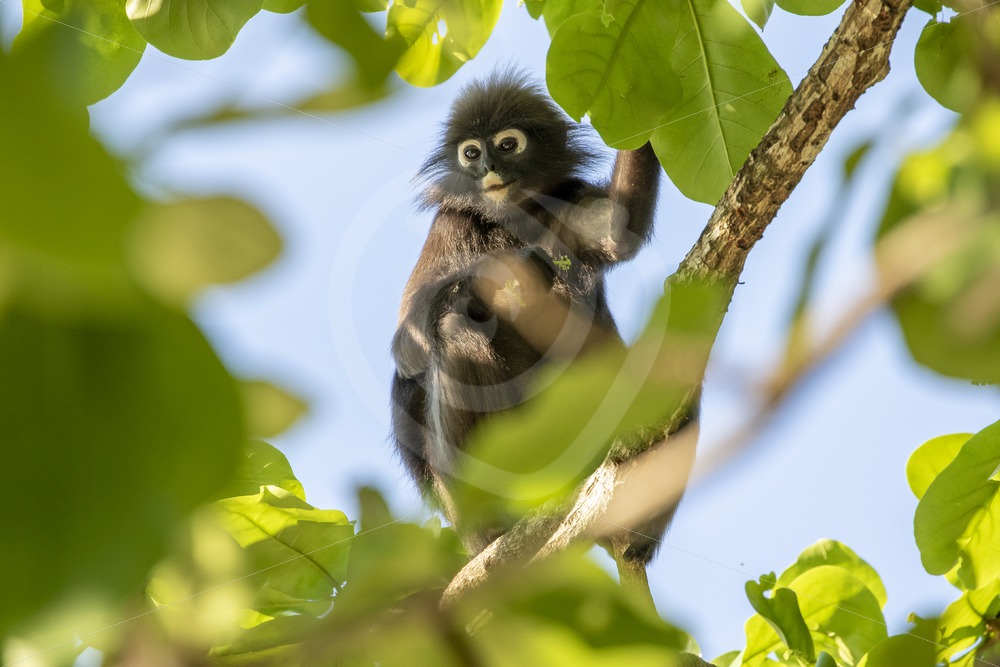 Dusky leaf monkey sitting in the top of a tree - Nature Stock Photo Agency
