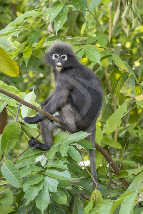 Dusky leaf monkey sitting in the tree - Nature Stock Photo Agency