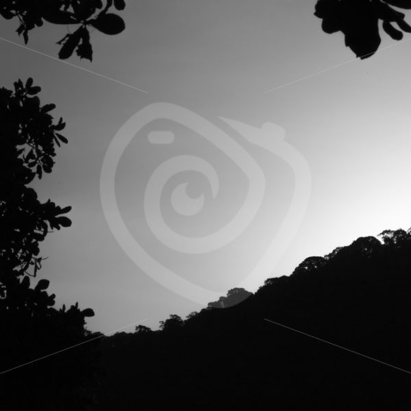 Evening over the rainforest - Nature Stock Photo Agency