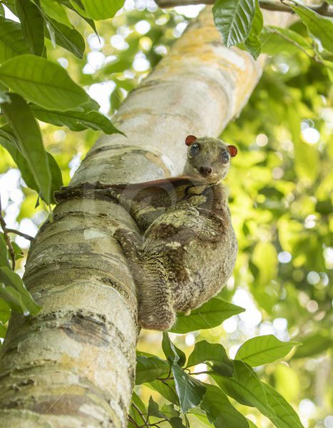 Flying lemur making eye contact from above - Nature Stock Photo Agency