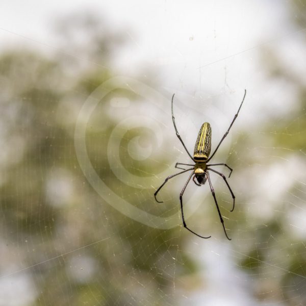 Golden orb spider in her web - Nature Stock Photo Agency