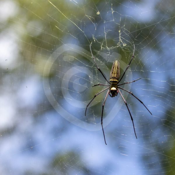 Golden orb spider in its web with sky behind - Nature Stock Photo Agency