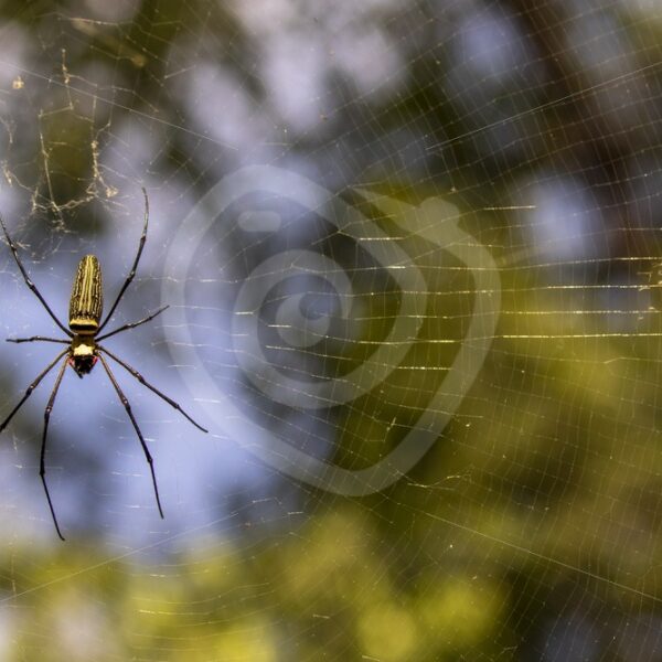 Golden orb spider on the island of Langkawi - Nature Stock Photo Agency