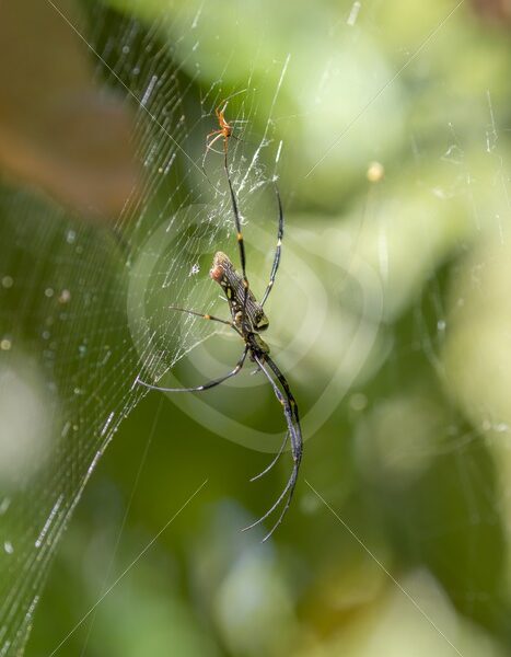Golden orb weaver spider (Nephila pilipes) in its web, Langkawi, Malaysia - Nature Stock Photo Agency