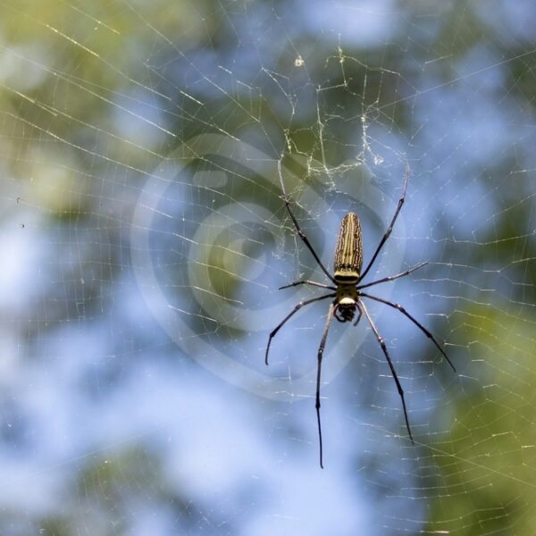 Golden orb weaver spider in its web - Nature Stock Photo Agency