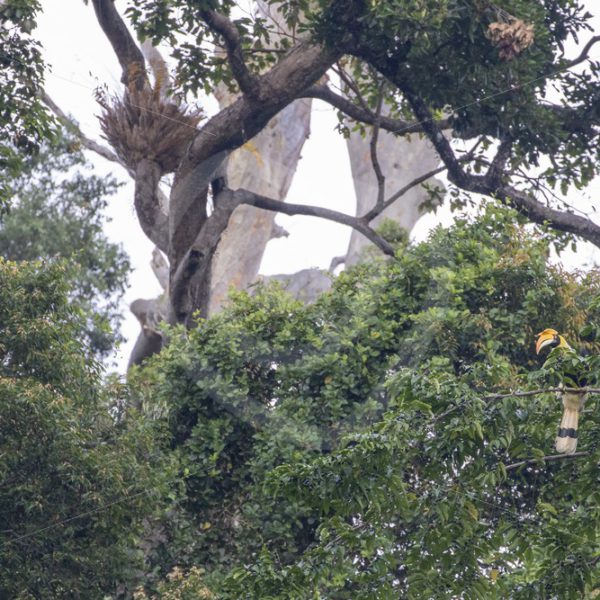 Great Hornbill in its habitat - Nature Stock Photo Agency