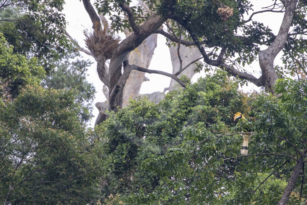 Great Hornbill in its habitat - Nature Stock Photo Agency Great Hornbill in its habitat - Nature Stock Photo Agency