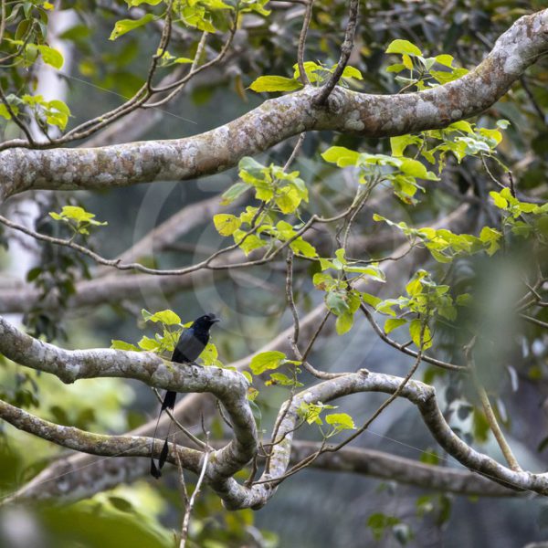Greater racket-tailed drongo in the forest - Nature Stock Photo Agency
