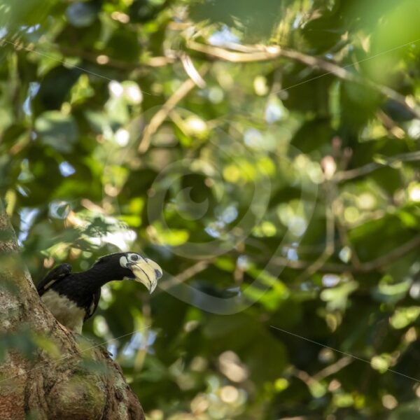 Hornbill looking over the tree - Nature Stock Photo Agency