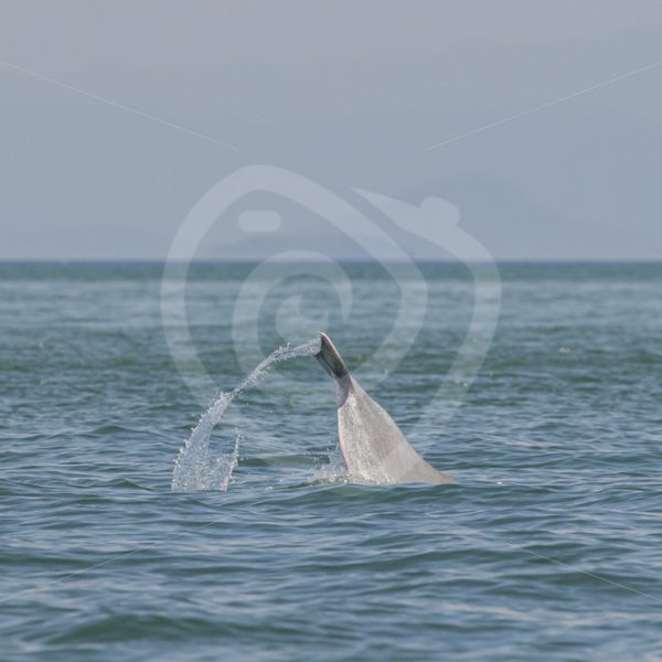 Info Pacific Humpback dolphin tail slapping - Nature Stock Photo Agency