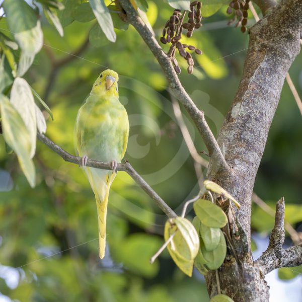 Juvenile (escaped) budgerigar in the forest - Nature Stock Photo Agency