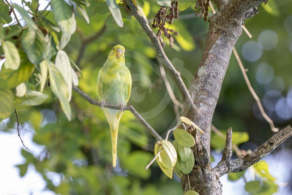 Juvenile (escaped) budgerigar in the forest - Nature Stock Photo Agency