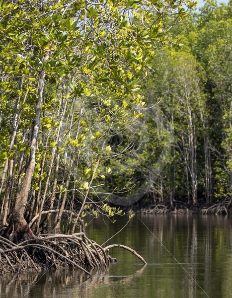 Kilim Geoforest mangroves in Malaysia - Nature Stock Photo Agency