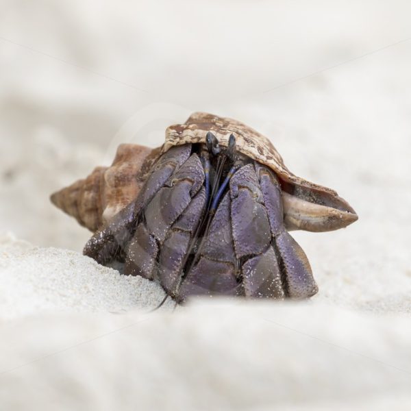 Large blueberry hermit crab on the beach - Nature Stock Photo Agency