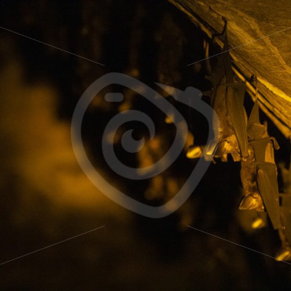 Leaf-nosed bats hanging in a limestone cave - Nature Stock Photo Agency