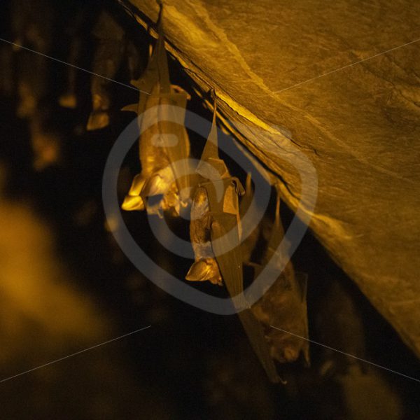 Leaf-nosed bats in their cave - Nature Stock Photo Agency
