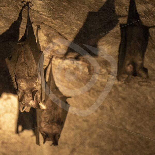 Leaf-nosed bats in their cave in Kilim Geoforest Park - Nature Stock Photo Agency