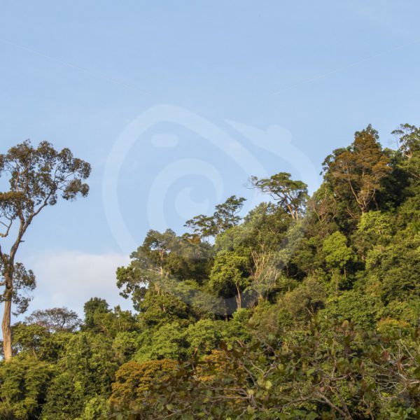 Malaysian rainforest - Nature Stock Photo Agency