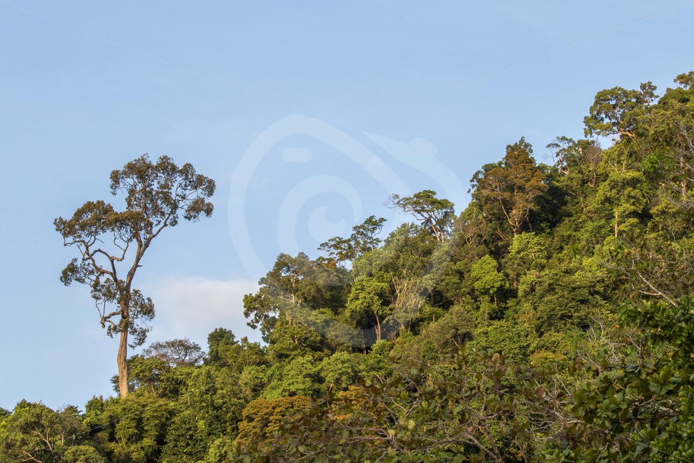 Malaysian rainforest - Nature Stock Photo Agency