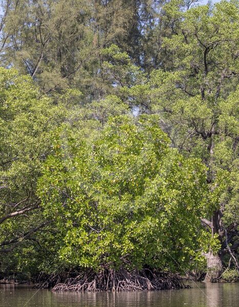 Mangroves in Kilim Geopark Forest - Nature Stock Photo Agency