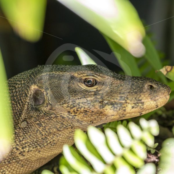 Monitor lizard close up - Nature Stock Photo Agency
