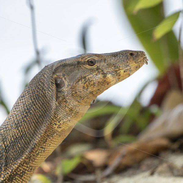Monitor lizard lifting up its head - Nature Stock Photo Agency