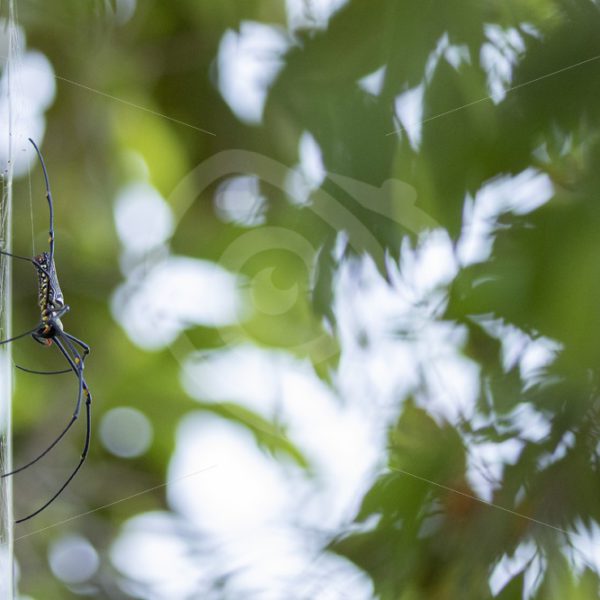 Northern Golden Orb spider from sideview - Nature Stock Photo Agency