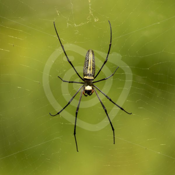 Northern golden orb weaver central portrait - Nature Stock Photo Agency