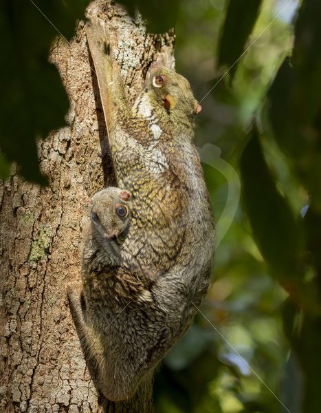Sleepy adult Flying lemur with youngster hanging out - Nature Stock Photo Agency