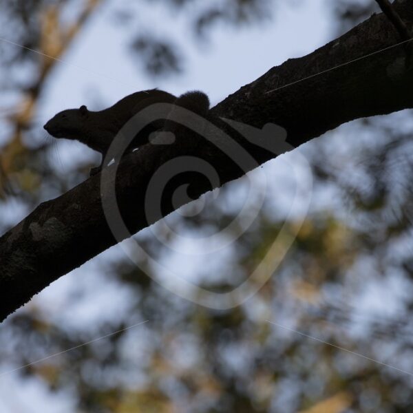 Slender squirrel silhouette in the trees - Nature Stock Photo Agency