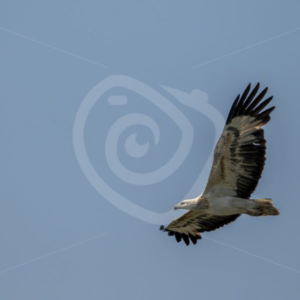 White-bellied sea eagle flying over Datai Bay - Nature Stock Photo Agency