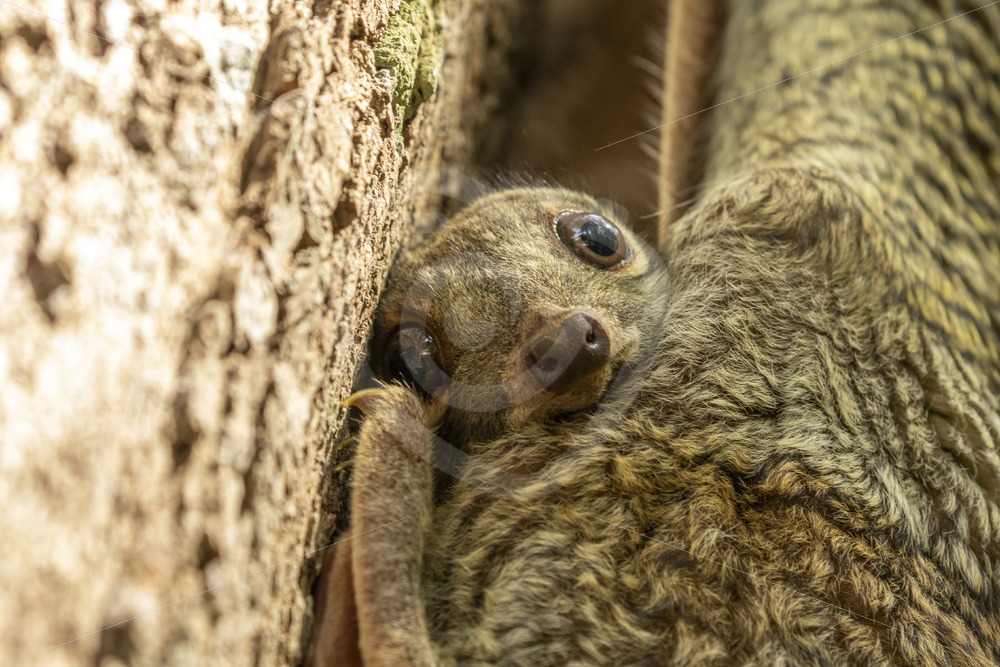 Baby colugo peeking from mothers protection - Nature Stock Photo Agency
