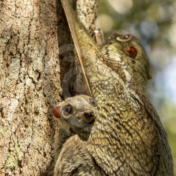 Close up of young colugo with its mother - Nature Stock Photo Agency