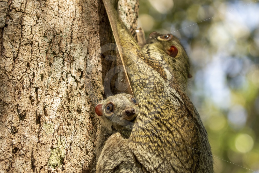Close up of young colugo with its mother - Nature Stock Photo Agency