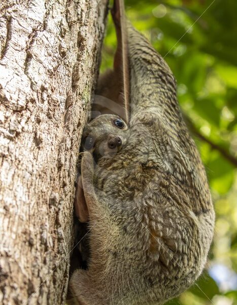 Colugo baby having a look in The Datai Bay, Langkawi, Malaysia - Nature Stock Photo Agency