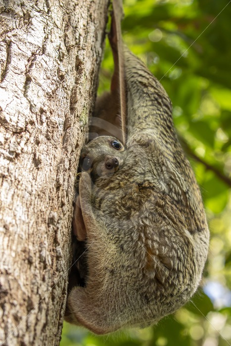 Colugo baby having a look in The Datai Bay, Langkawi, Malaysia - Nature Stock Photo Agency