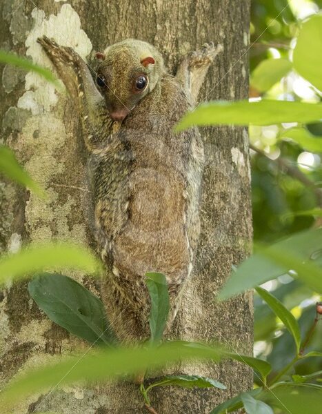 Colugo checking whats happing below in The Datai Bay, Langkawi, Malaysia - Nature Stock Photo Agency