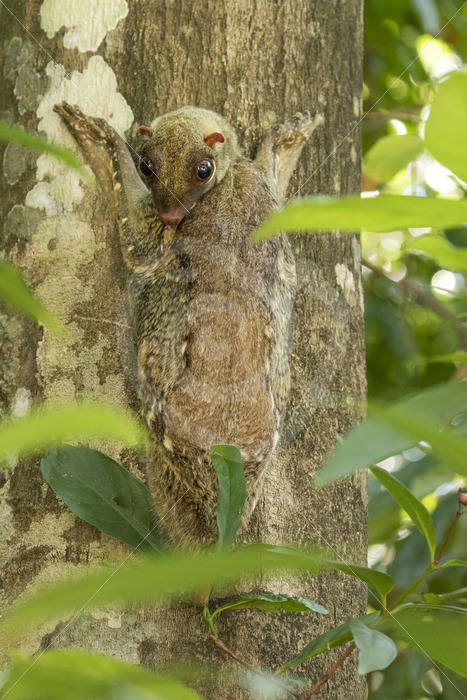 Colugo checking whats happing below in The Datai Bay, Langkawi, Malaysia - Nature Stock Photo Agency