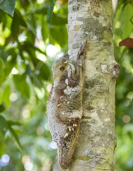 Colugo hanging on a tree during the daytime in The Datai Bay, Langkawi, Malaysia - Nature Stock Photo Agency