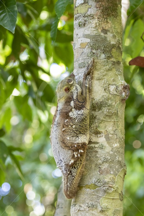 Colugo hanging on a tree during the daytime in The Datai Bay, Langkawi, Malaysia - Nature Stock Photo Agency