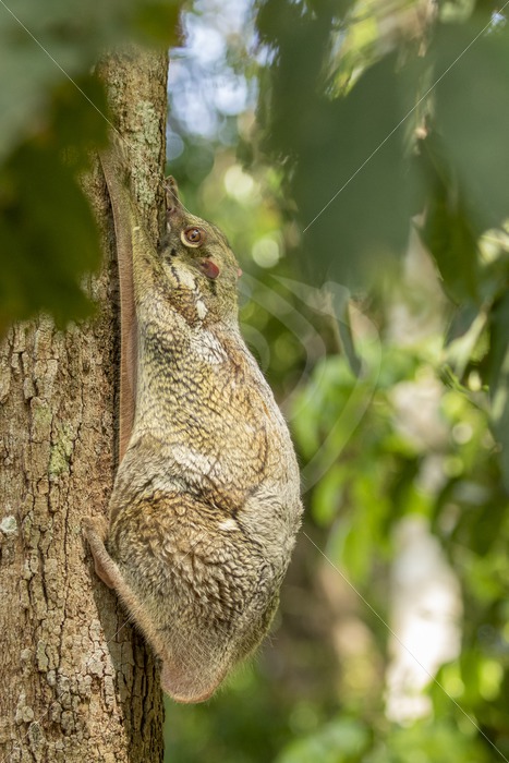 Colugo hanging on its favorite tree during the day - Nature Stock Photo Agency