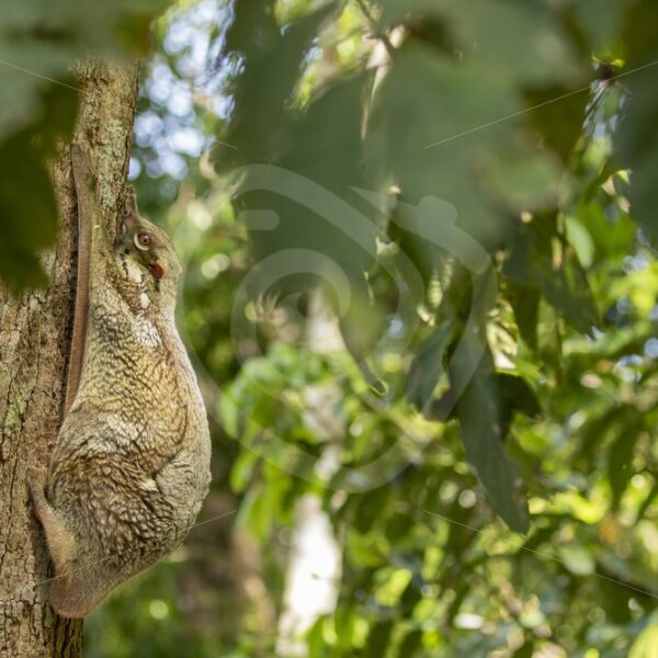 Colugo hiding its baby while hanging on a tree - Nature Stock Photo Agency