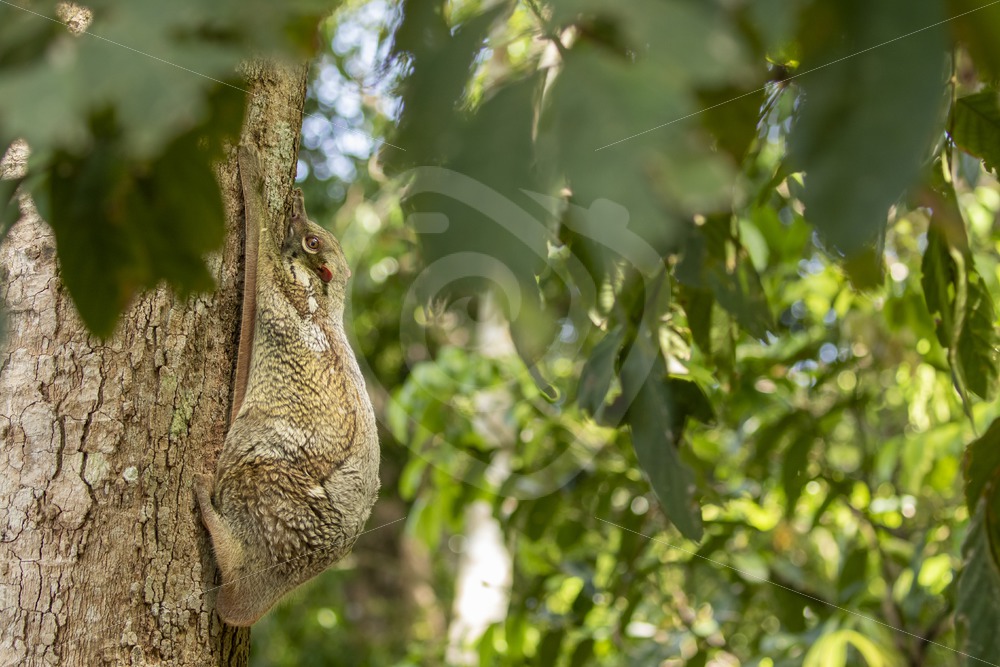 Colugo hiding its baby while hanging on a tree - Nature Stock Photo Agency