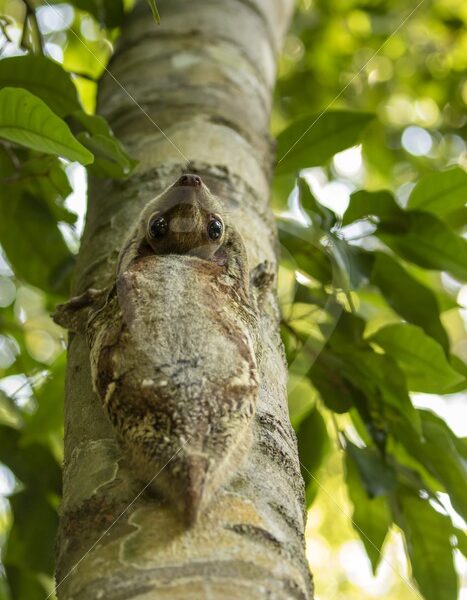 Colugo looking upside down from his tree trunk in The Datai Bay, Langkawi, Malaysia - Nature Stock Photo Agency